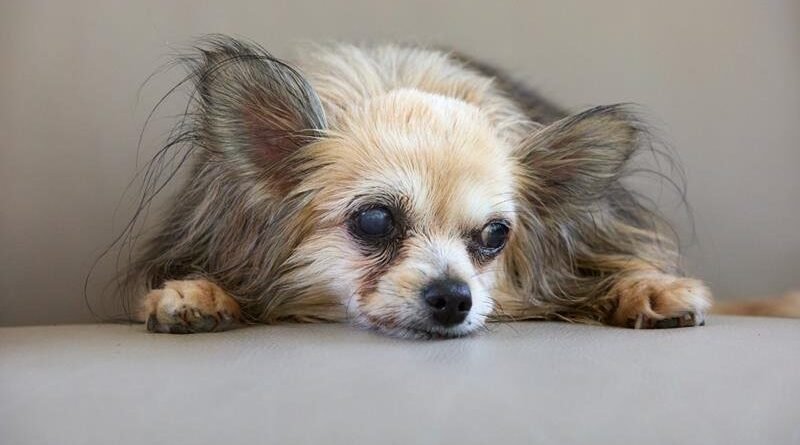 Envelhecimento de pets requer acompanhamento e cuidado preventivo